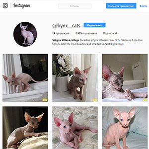 Landing Page for Sphynx Kittens College